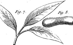 LE ROY, Charles (1726-1779) Mémoire sur l'élévation et la suspension de l'eau dans l'air, et sur la rosée