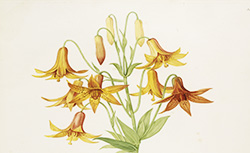 Les liliacées, P.-J. Redouté, 1802-1816