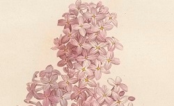 Accéder à la page "Lilas"