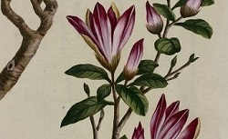 Accéder à la page "Magnolia"