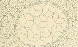 MOHL, Hugo von (1805-1872) Vermischte Schriften botanischen Inhalts