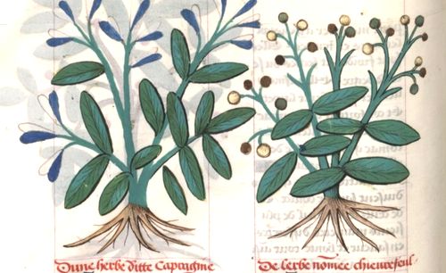 Platearius, Livre des symples medichinos, autrement dit Arboriste, XVe siècle