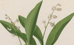 Accéder à la page "Muguet"