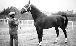 8/7/1927, concours des animaux reproducteurs, 1/2 sang normand, 1er prix : photographie de presse