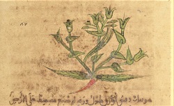 Parties du traité des plantes de Dioscoride. Arabe 2850. 12e siècle