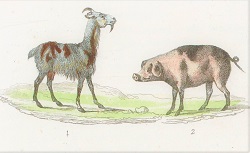 Petit Buffon illustré : histoire naturelle des quadrupèdes, 1844