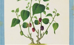 Plantes et arbres qui intéressent l'industrie. Yoeequa painter. 1830-1840