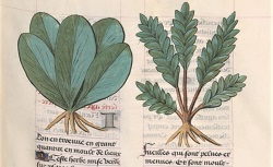  Livre des symples medichines, autrement dit Arboriste, continué selon le A, B, C. Français 9136. 15e siècle