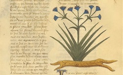 Traité des simples médecines. Arsenal Ms 2888. 15e siècle