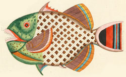 Louis Renard, Poissons, écrevisses et crabes de diverses couleurs et figures extraordinaires