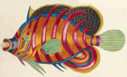 Poissons, écrevisses et crabes de diverses couleurs et figures