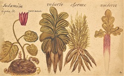 Recueil de figures de plantes coloriées. Arsenal Ms 2808. 18e siècle