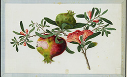 [Fleurs, fruits et papillons], 19e siècle (Chine)