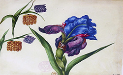 [Recueil de plantes, fleurs, insectes, oiseaux et animaux, peints et dessinés par divers artistes des XVIe et XVIIe siècles, parmi lesquels Nicolas Robert et Claude Aubriet] 