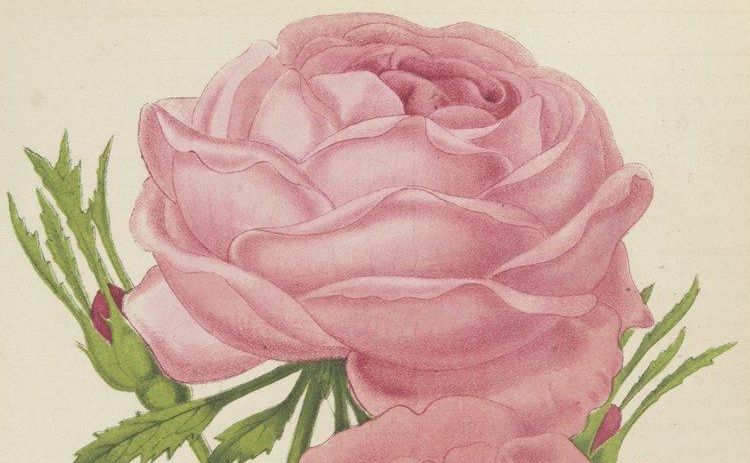 Journal des roses : rosa inter flores, octobre 1886