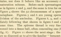 STEVENS, Nettie Maria (1861-1912) Studies in spermatogenesis