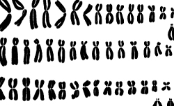 TIJO, Joe Hin (1919-2001), LEVAN, Albert (1905-1998) The chromosome number of man