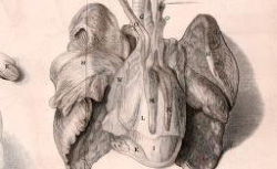 TYSON, Edward (1650-1708) Orang-Outang, sive Homo Sylvestris