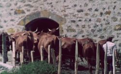 Accéder à la page "Une ferme d'élevage cantalienne"