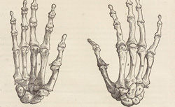 VESALIUS, Andreas (1514-1564) De humani corporis fabrica libri septem