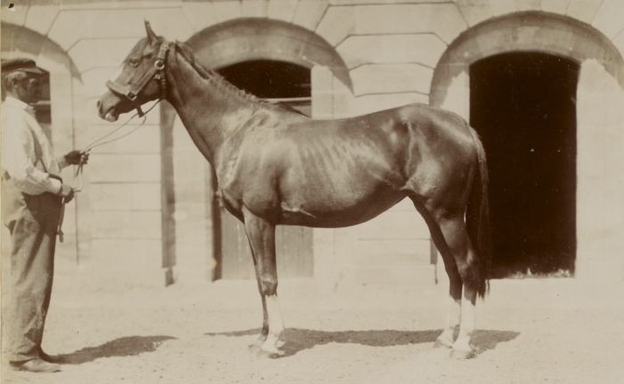 Cheval du haras de La Lucazière