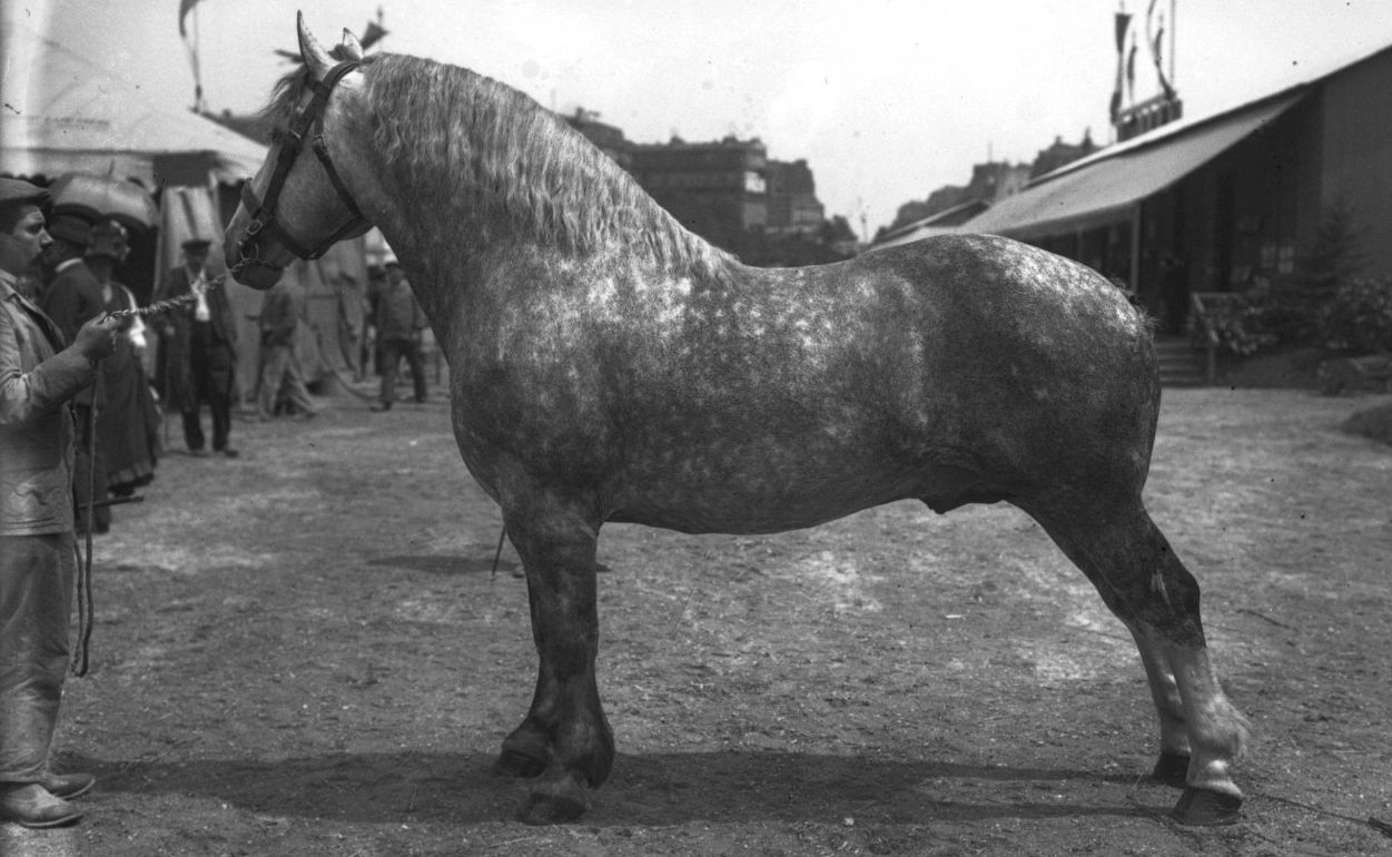 Concours agricole, Percheron, 16-6-1911 : photographie de presse