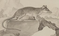 Sarigue ou Opossum, mâle, dessin de J. de Seve. 1763.