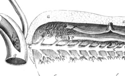 WIRSUNG, Johann Georg (1589-1643) Figura ductus... in Pancreate